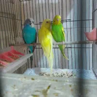 مرغ عشق