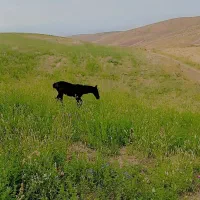 کره اسب ۲ ماهه