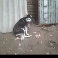 سگ هاسکی ۵ میلیون