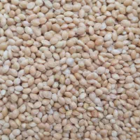 گندم|خوردنی و آشامیدنی|مبارکه, |دیوار