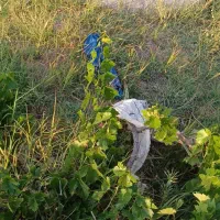 فروش باغ روستای سیدان