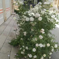 گیاه باغ
