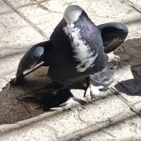 کبوتر