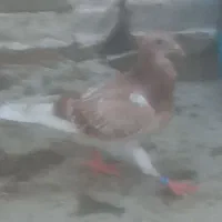 ۲ عدد جوجه کلون