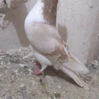 سه عدد ساده