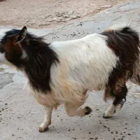 بز نر یکساله