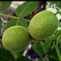 گردو با پوست نازک بیشترش مغز
