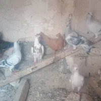 دسته کرمانی همه ضمانتی 9عدد
