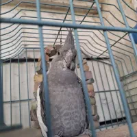 عروس هلندی