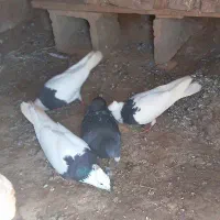طوقی سیاه فروشی یا معاوضه