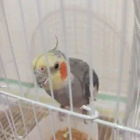 عروس هلندی نر
