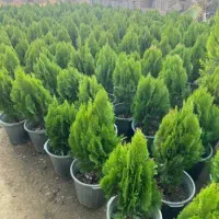 باغبانی وفضای سبز