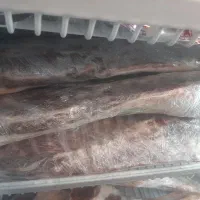 راسته گوسفندی منجمد وارداتی