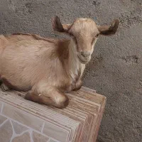 کهره، بزغاله