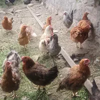 مرغ تخمگذار