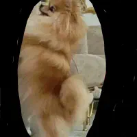 واگذاری ق ب و ل م ک ن م