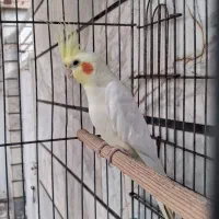 عروس هلندی