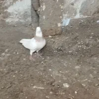 ستا طوقی نر