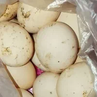 تخم مرغ نطفه دار