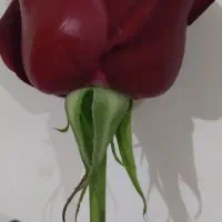 نخود تازه کرمانشاه