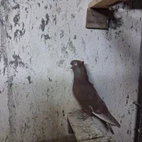 کبوتر رنگی