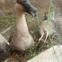 قو غاز