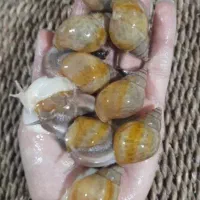 حلزون آفریقایی