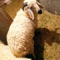 گوسفند نر