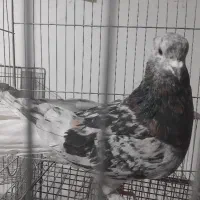 سور دم سفید  علاوه تر