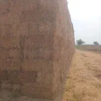 کاه گندم کوپه اماده