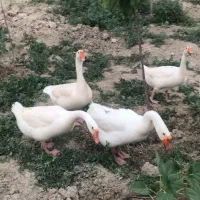 غاز تخم گذار