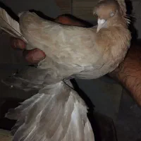 کبوتر