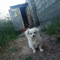 بیستی باهوش درجه یک.     ماده