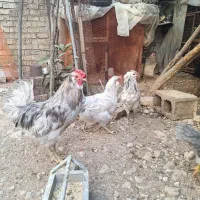 مرغ و خروس گلین طوسی|حیوانات مزرعه|شیراز, رکنآباد|دیوار