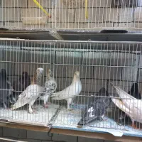 ۱۰ تا کبوتر پرشی