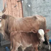 گاو وگوساله نر