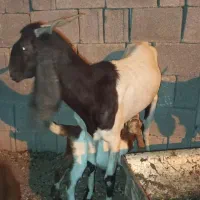 بز کهردار پاکستانی و کهره نر