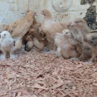 نیمچه و جوجه برهما