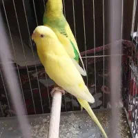جفت مرغ عشق رنگ خاص