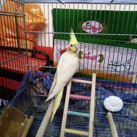 مرغ عشق