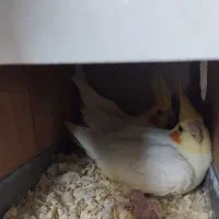 جفت مولد لوتینو تاج بلند چشم شرابی روی جوجه