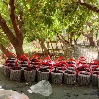 شاه توت سیاه خوشمزه اب دار ارگانیک