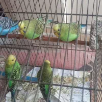 مرغ عشق