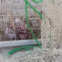 قفس معاوضه با جوجه سهره فقط معاوضه