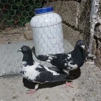 کبوتر ابلغ