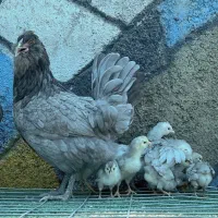 جوجه گلین اصل طوسی حرفه ایی