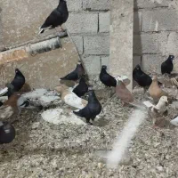 ۱۰ عدد اشعل و سیاه و دم سفید