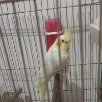 عروس هلندی