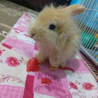 خرگوش لوپ اصلی