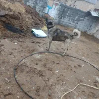گمشده